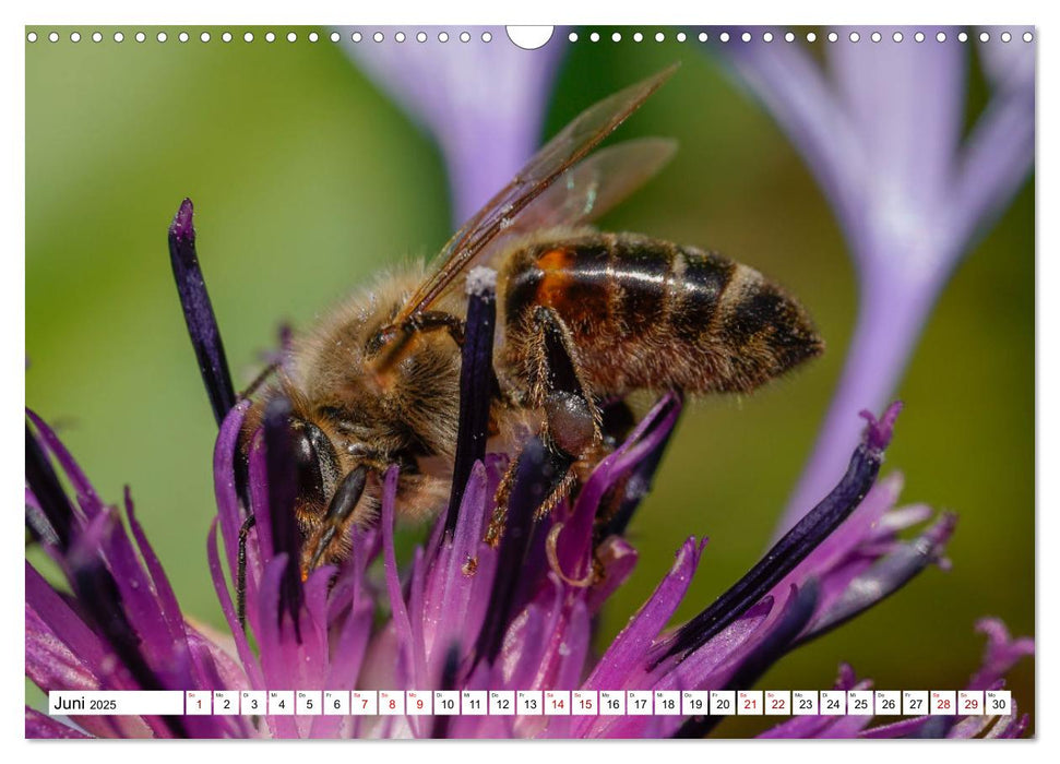 Insekten - Kleine Helfer unseres Lebens (CALVENDO Wandkalender 2025)