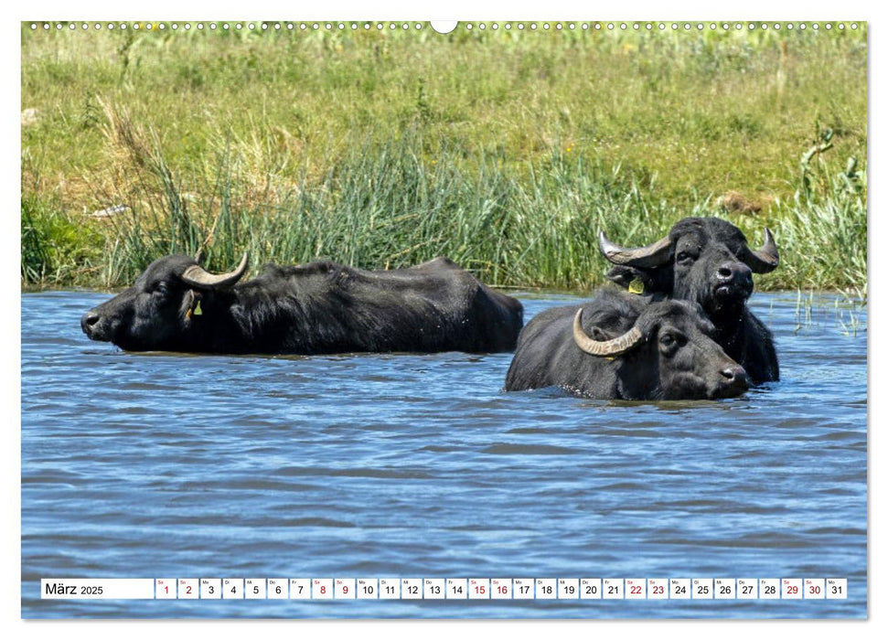 Moin Nordfriesland - Urlaub an der Nordseeküste (CALVENDO Premium Wandkalender 2025)