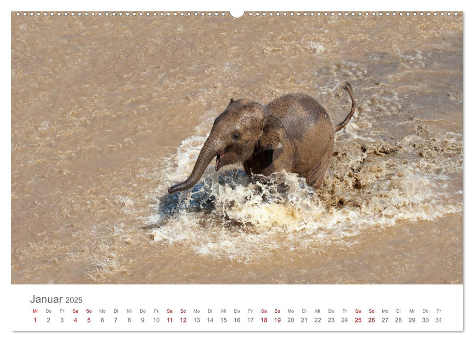 Elefanten - Baden, Planschen, Rüsseln (CALVENDO Premium Wandkalender 2025)