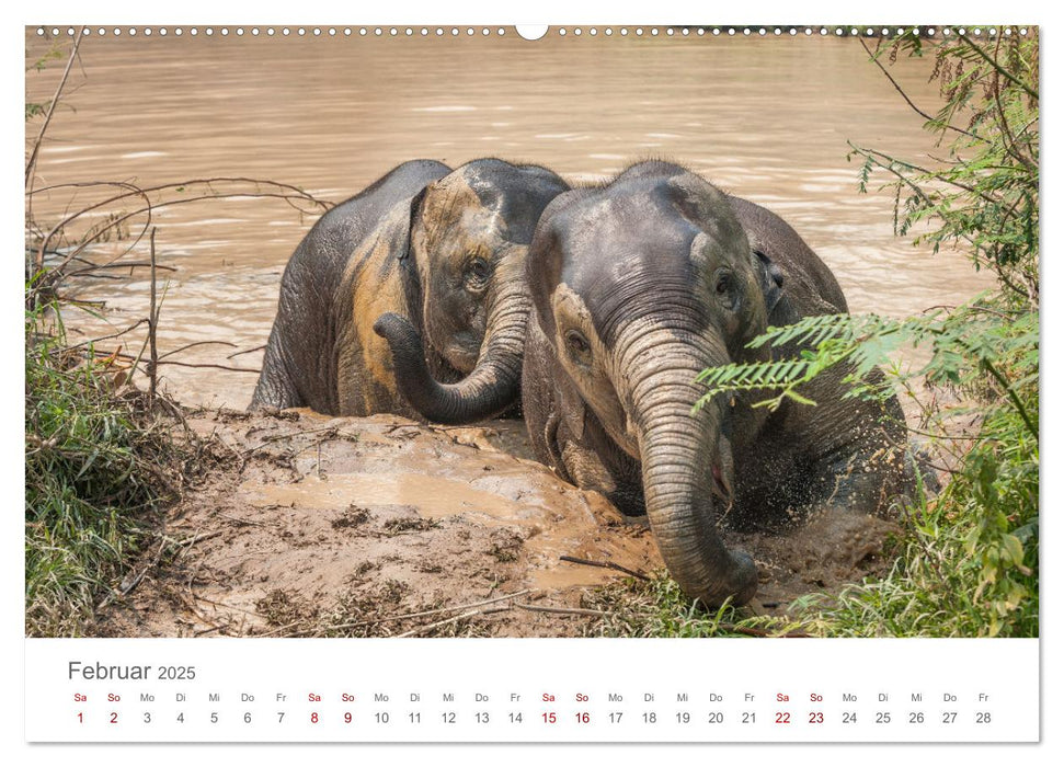 Elefanten - Baden, Planschen, Rüsseln (CALVENDO Premium Wandkalender 2025)