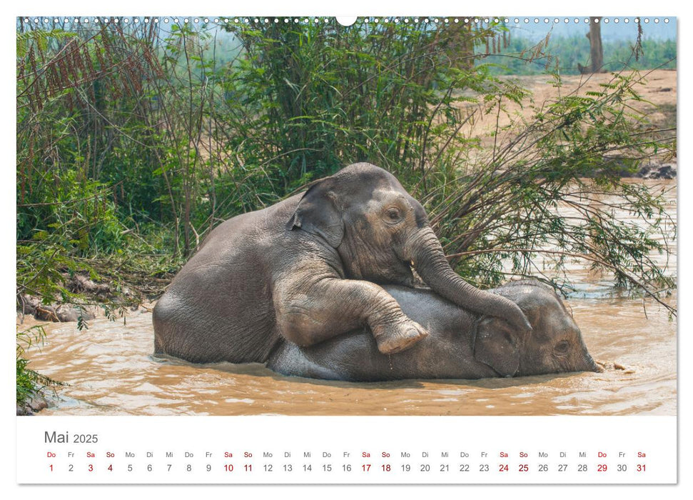 Elefanten - Baden, Planschen, Rüsseln (CALVENDO Premium Wandkalender 2025)