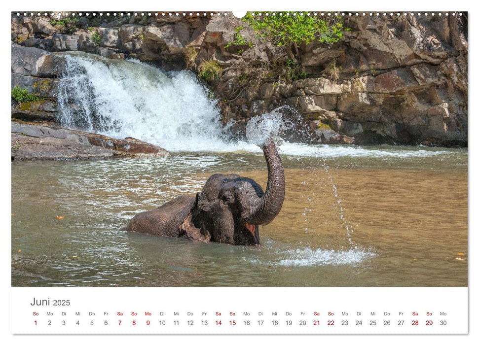 Elefanten - Baden, Planschen, Rüsseln (CALVENDO Premium Wandkalender 2025)