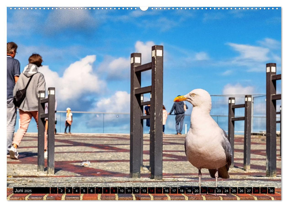 Sylt - Das nordfriesische Ereignis (CALVENDO Wandkalender 2025)