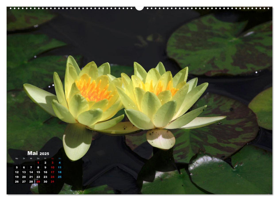 Malerische Seerosen (CALVENDO Premium Wandkalender 2025)
