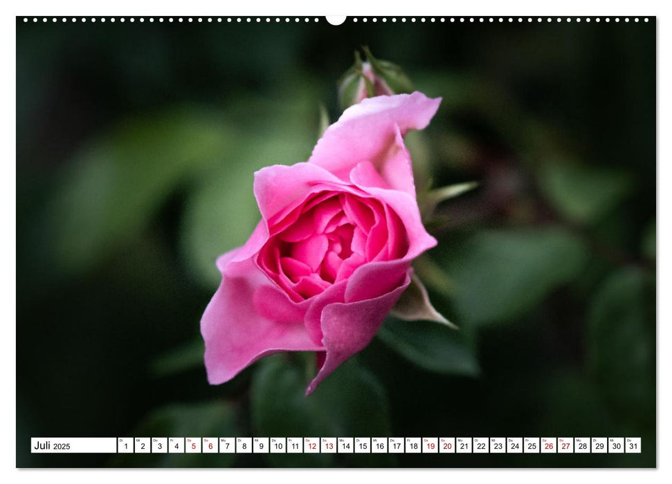 Blütenzauber - Traumhafte Farben der Natur (CALVENDO Premium Wandkalender 2025)