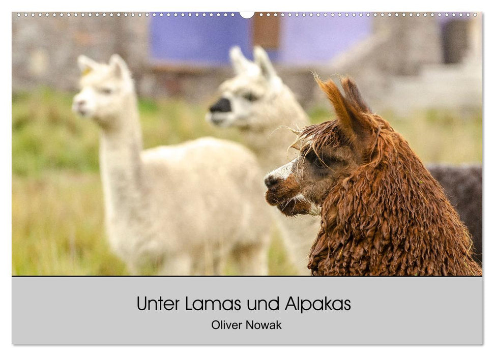 Unter Lamas und Alpakas (CALVENDO Wandkalender 2025)