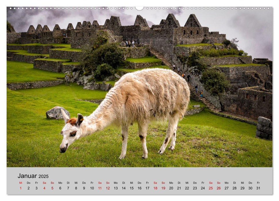 Unter Lamas und Alpakas (CALVENDO Wandkalender 2025)