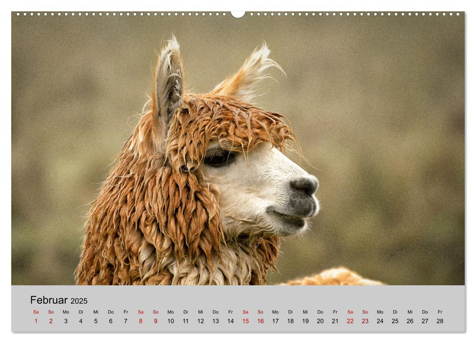 Unter Lamas und Alpakas (CALVENDO Wandkalender 2025)