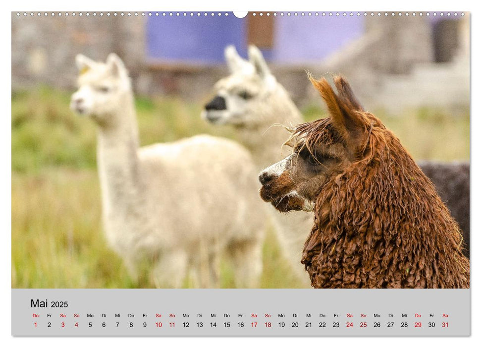 Unter Lamas und Alpakas (CALVENDO Wandkalender 2025)