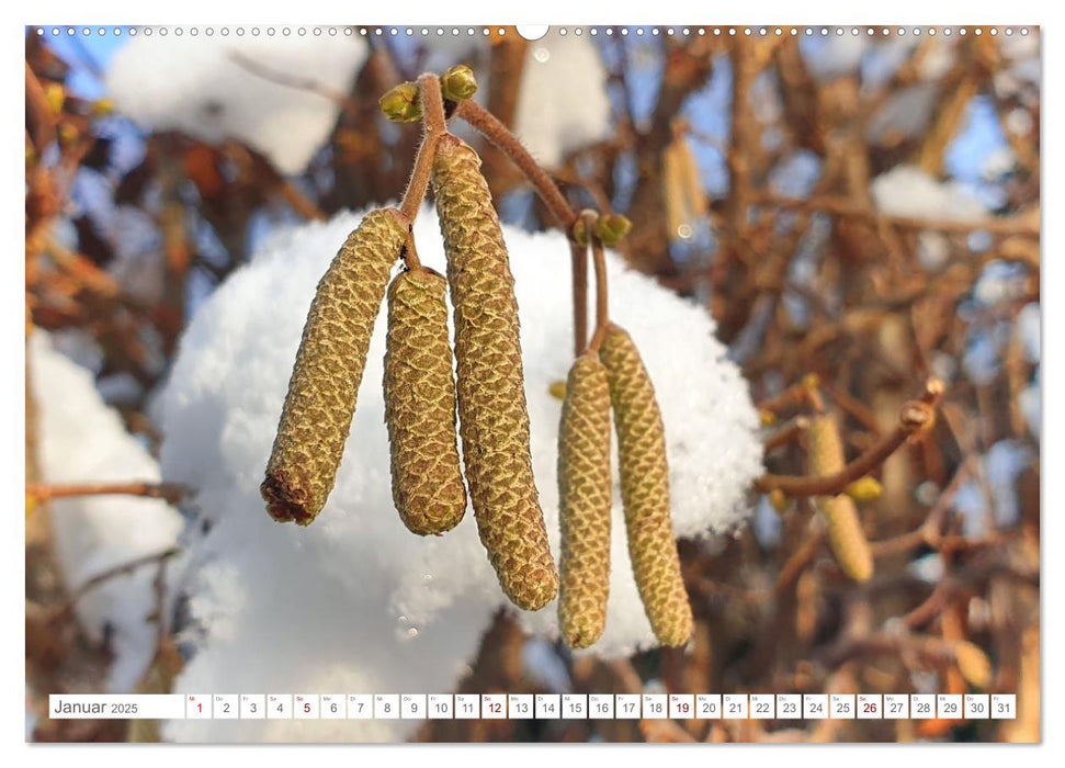 Das Leben der Haselnuss (CALVENDO Premium Wandkalender 2025)