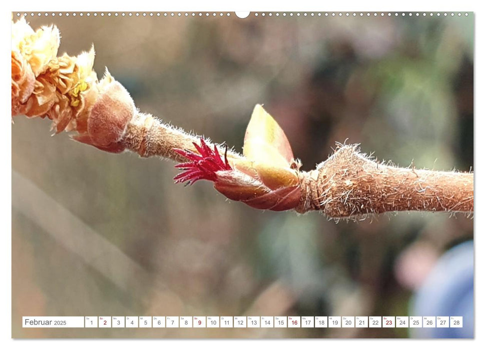 Das Leben der Haselnuss (CALVENDO Premium Wandkalender 2025)