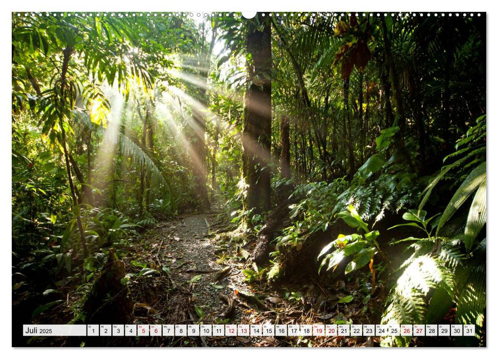 Traumhafte Wälder (CALVENDO Premium Wandkalender 2025)