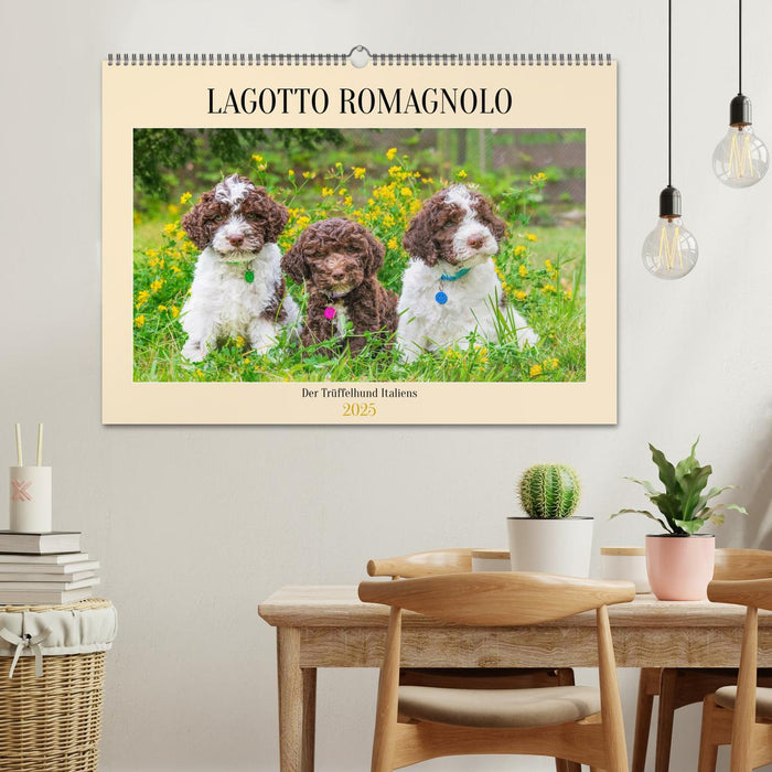 Lagotto Romagnolo - der Trüffelhund Italiens (CALVENDO Wandkalender 2025)