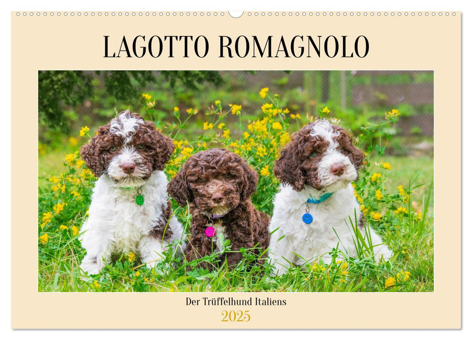 Lagotto Romagnolo - der Trüffelhund Italiens (CALVENDO Wandkalender 2025)