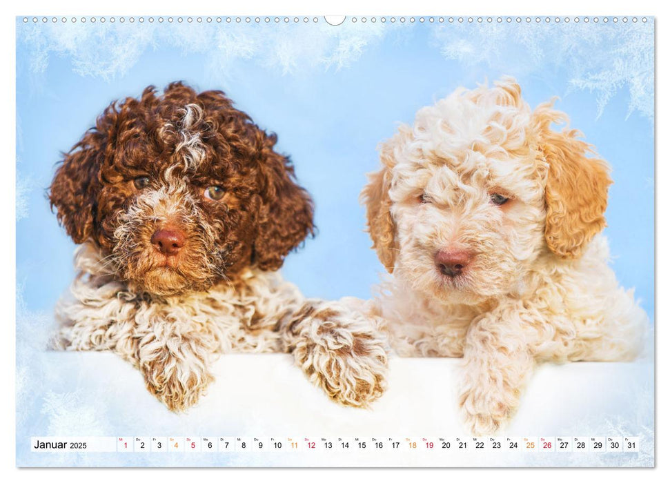 Lagotto Romagnolo - der Trüffelhund Italiens (CALVENDO Wandkalender 2025)