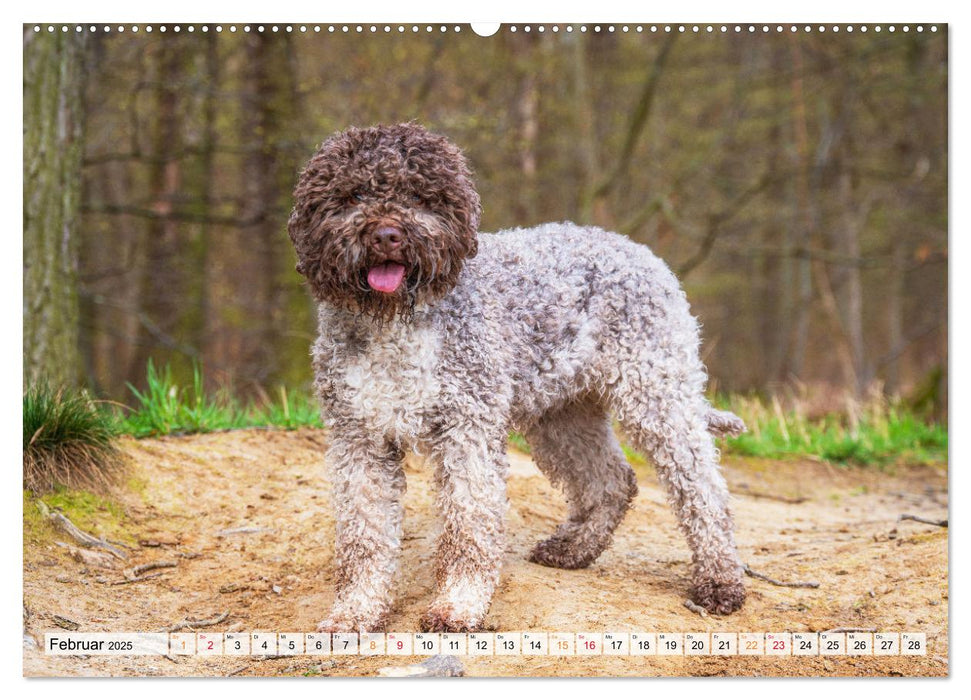 Lagotto Romagnolo - der Trüffelhund Italiens (CALVENDO Wandkalender 2025)