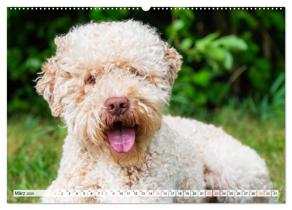 Lagotto Romagnolo - der Trüffelhund Italiens (CALVENDO Wandkalender 2025)