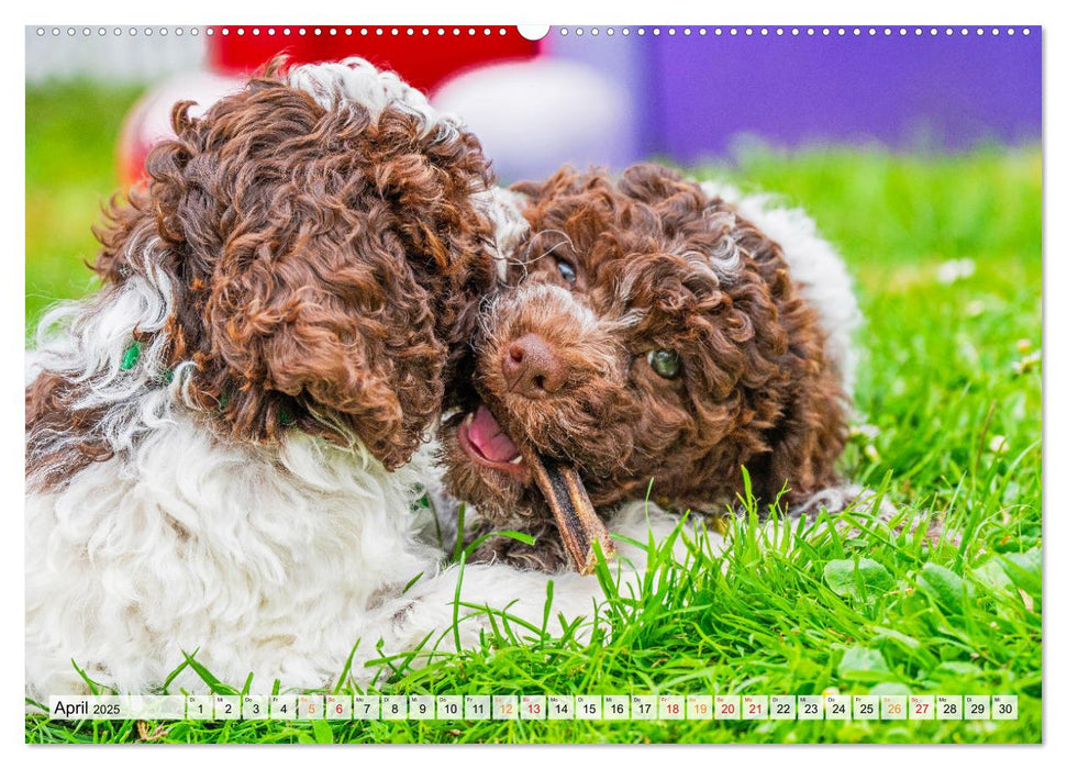 Lagotto Romagnolo - der Trüffelhund Italiens (CALVENDO Wandkalender 2025)