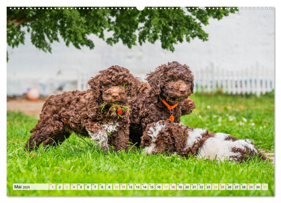 Lagotto Romagnolo - der Trüffelhund Italiens (CALVENDO Wandkalender 2025)