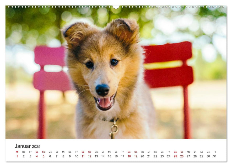 Shelties - Die zuckersüßen Vierbeiner. (CALVENDO Premium Wandkalender 2025)