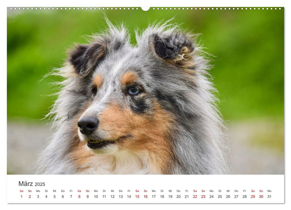 Shelties - Die zuckersüßen Vierbeiner. (CALVENDO Premium Wandkalender 2025)