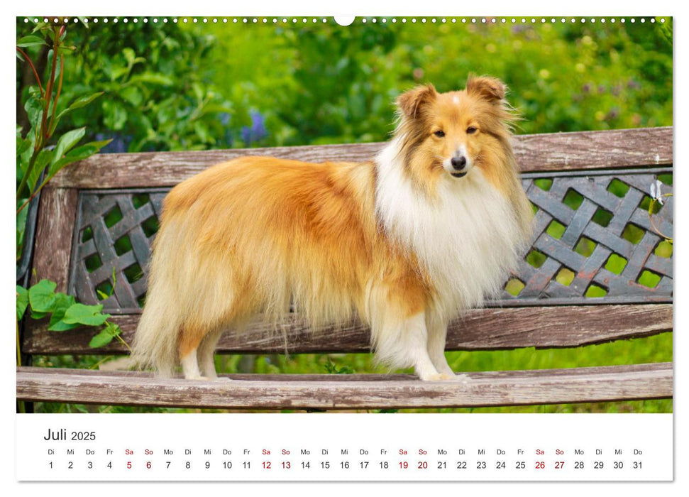 Shelties - Die zuckersüßen Vierbeiner. (CALVENDO Premium Wandkalender 2025)