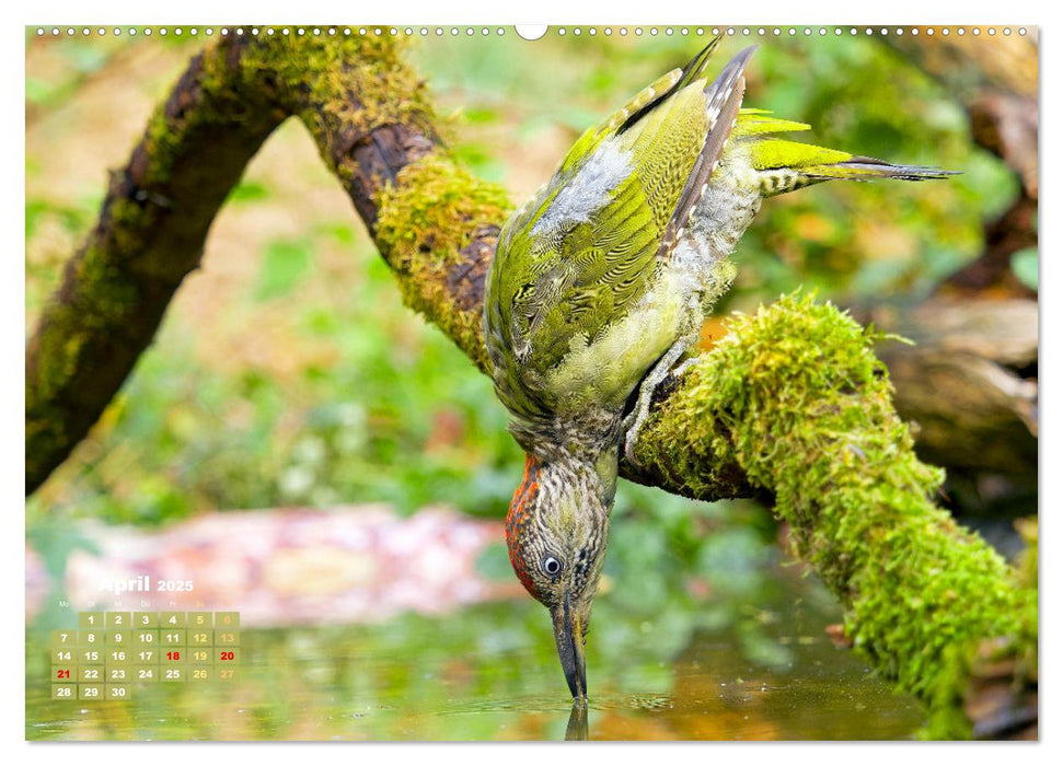 Amsel, Fink und Star: Heimische Vögel (CALVENDO Wandkalender 2025)