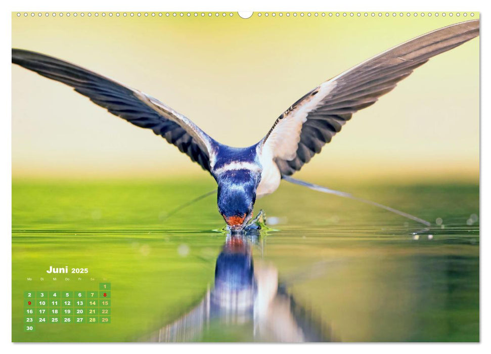 Amsel, Fink und Star: Heimische Vögel (CALVENDO Wandkalender 2025)