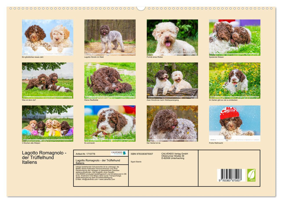 Lagotto Romagnolo - der Trüffelhund Italiens (CALVENDO Premium Wandkalender 2025)