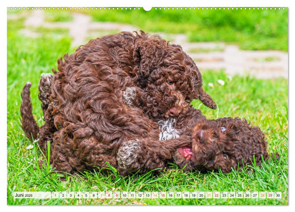 Lagotto Romagnolo - der Trüffelhund Italiens (CALVENDO Premium Wandkalender 2025)