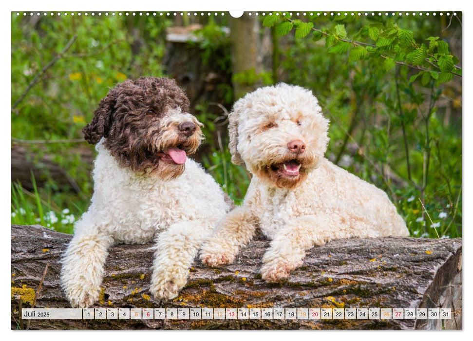 Lagotto Romagnolo - der Trüffelhund Italiens (CALVENDO Premium Wandkalender 2025)