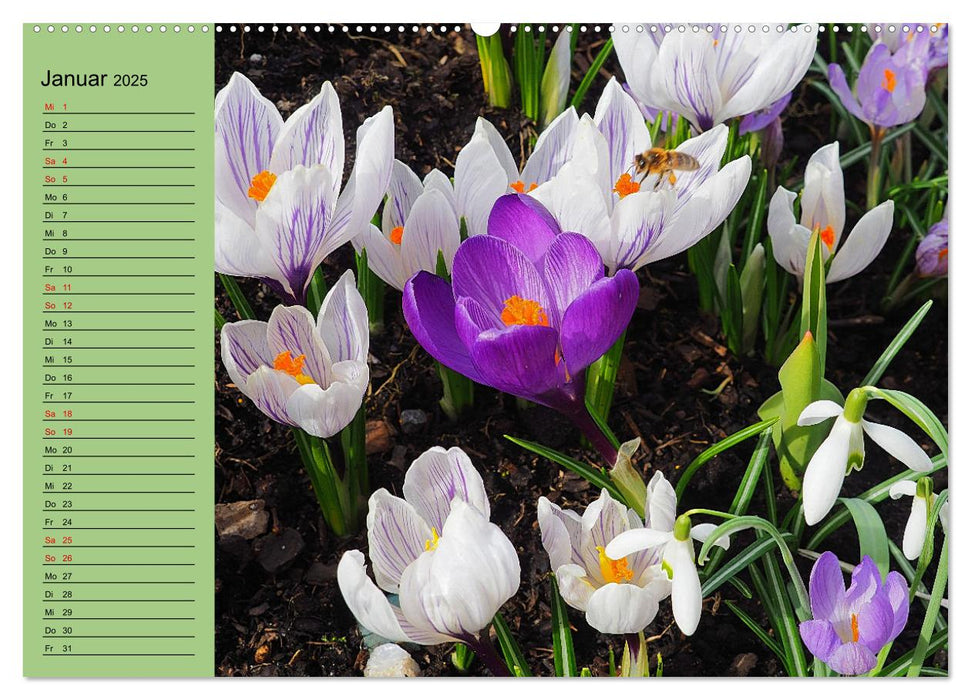 Farbenprächtige Blumenwiese (CALVENDO Premium Wandkalender 2025)