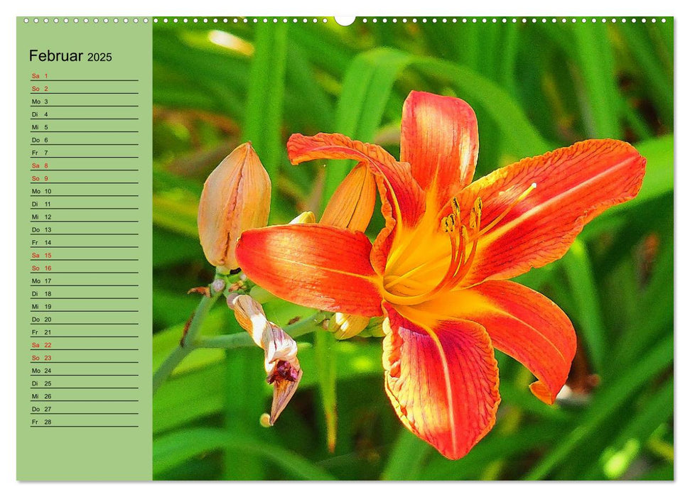 Farbenprächtige Blumenwiese (CALVENDO Premium Wandkalender 2025)