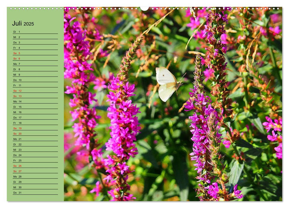 Farbenprächtige Blumenwiese (CALVENDO Premium Wandkalender 2025)