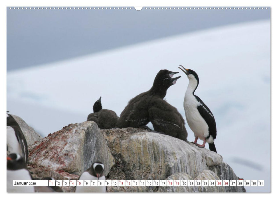 Antarktis Auf der Entdeckung ihrer Tierwelt (CALVENDO Premium Wandkalender 2025)