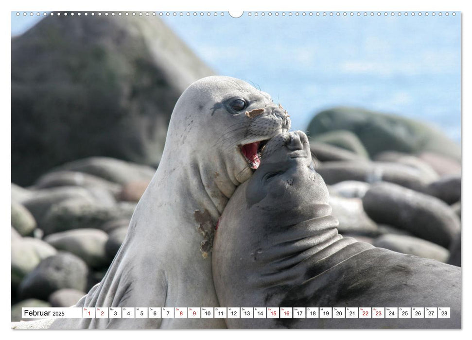 Antarktis Auf der Entdeckung ihrer Tierwelt (CALVENDO Premium Wandkalender 2025)