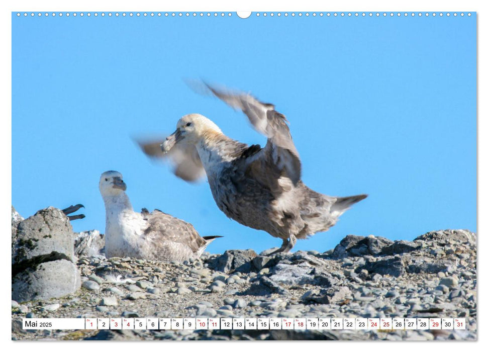 Antarktis Auf der Entdeckung ihrer Tierwelt (CALVENDO Premium Wandkalender 2025)