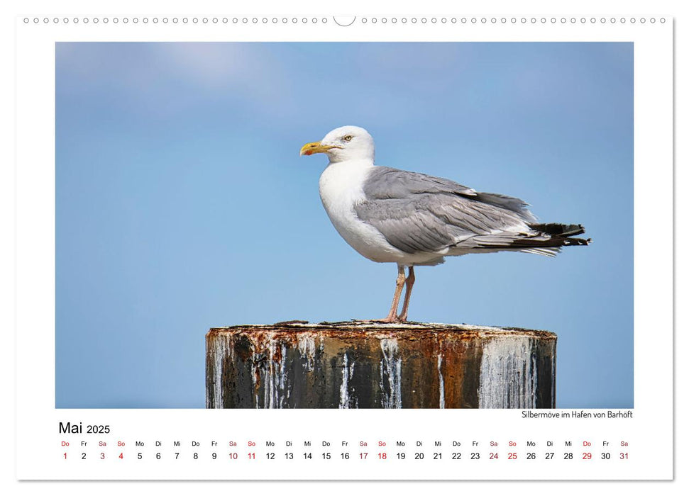 Vorpommern mit Rügen (CALVENDO Wandkalender 2025)