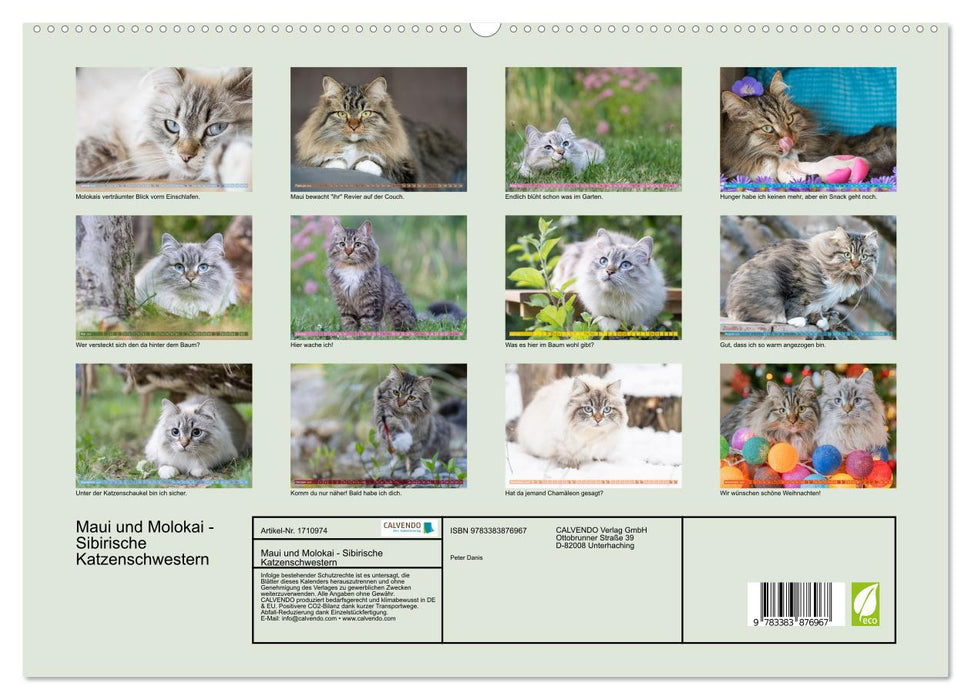 Maui und Molokai - Sibirische Katzenschwestern (CALVENDO Premium Wandkalender 2025)