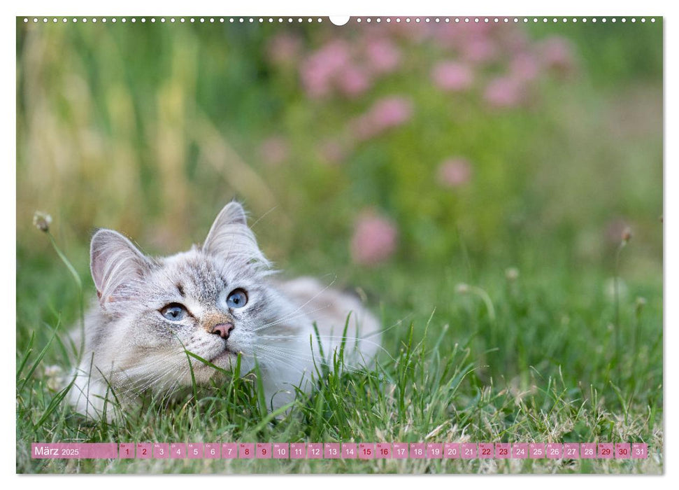 Maui und Molokai - Sibirische Katzenschwestern (CALVENDO Premium Wandkalender 2025)