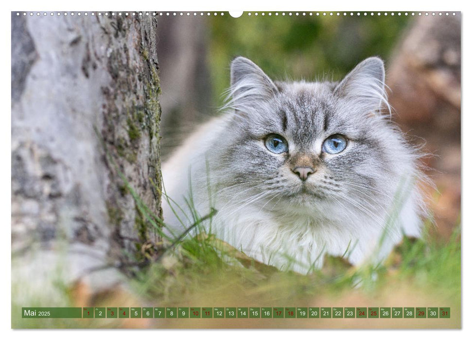 Maui und Molokai - Sibirische Katzenschwestern (CALVENDO Premium Wandkalender 2025)