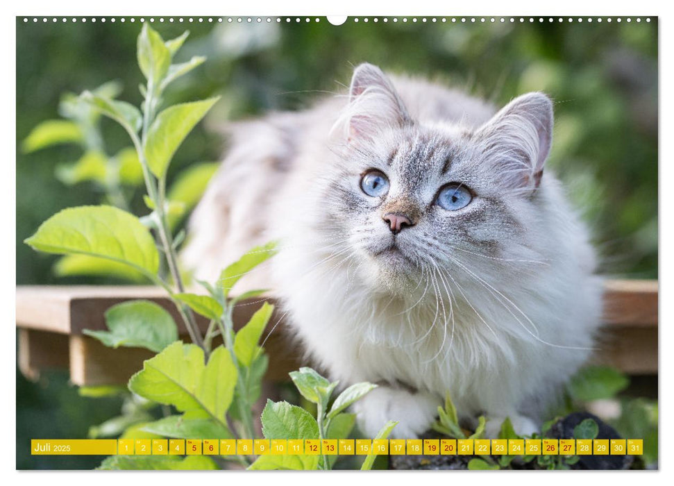 Maui und Molokai - Sibirische Katzenschwestern (CALVENDO Premium Wandkalender 2025)