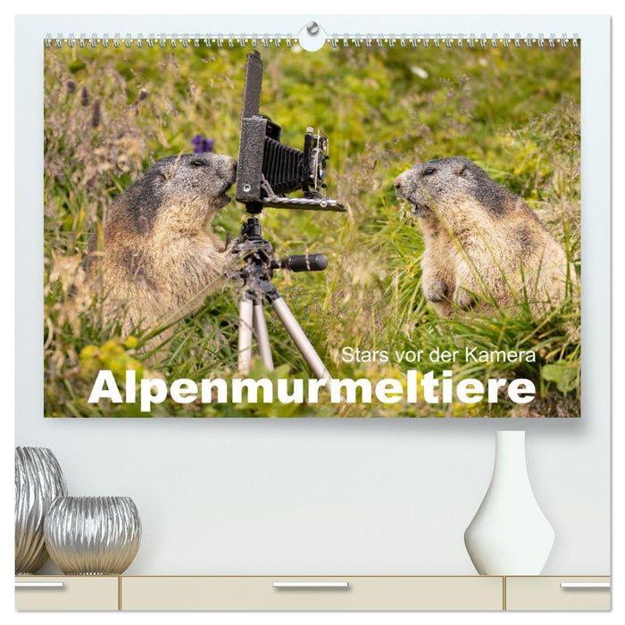 Alpenmurmeltiere - Stars vor der Kamera (CALVENDO Premium Wandkalender 2025)