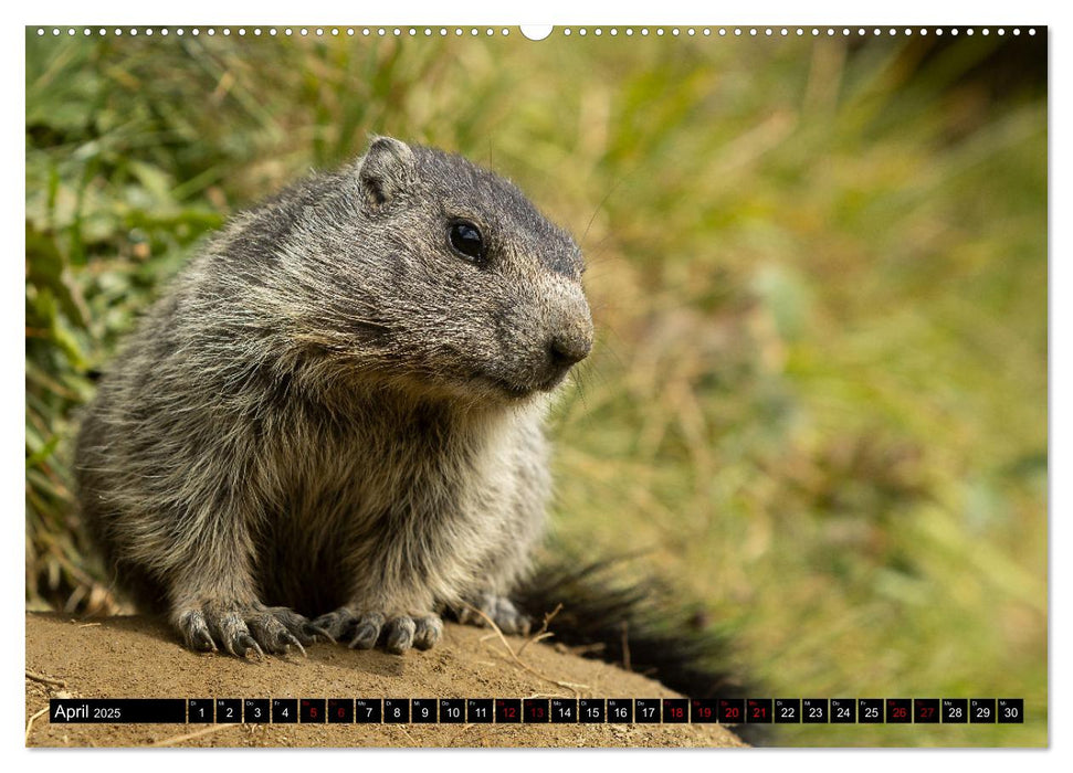 Alpenmurmeltiere - Stars vor der Kamera (CALVENDO Premium Wandkalender 2025)