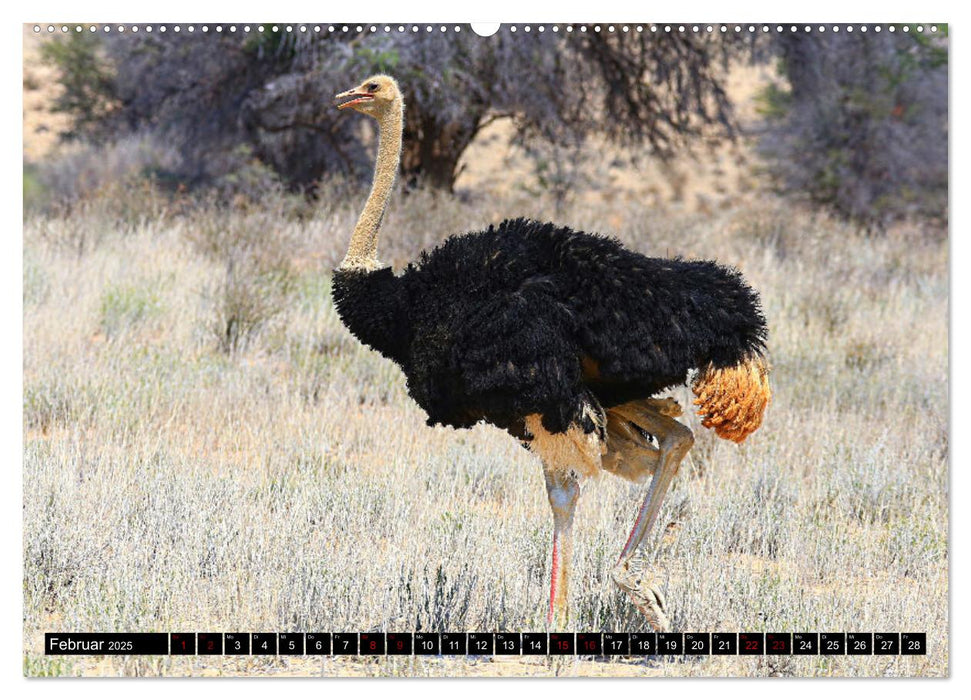 Auf Pirschfahrt im Kgalagadi Transfrontier Park (CALVENDO Premium Wandkalender 2025)