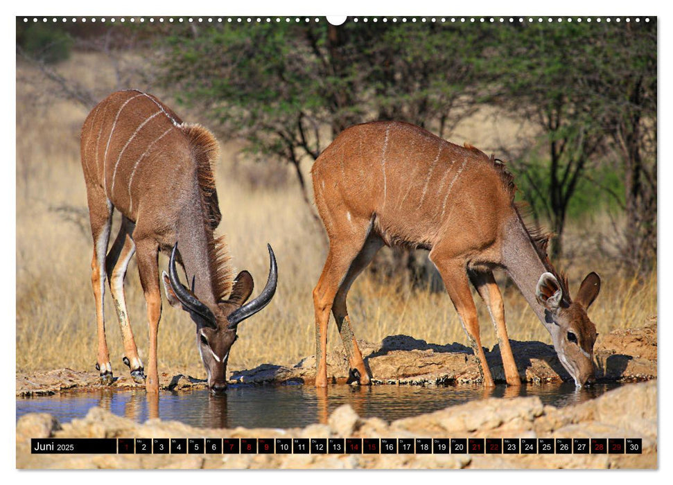 Auf Pirschfahrt im Kgalagadi Transfrontier Park (CALVENDO Premium Wandkalender 2025)