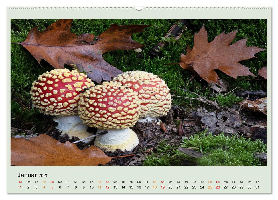 Im Fliegenpilz Rausch (CALVENDO Premium Wandkalender 2025)