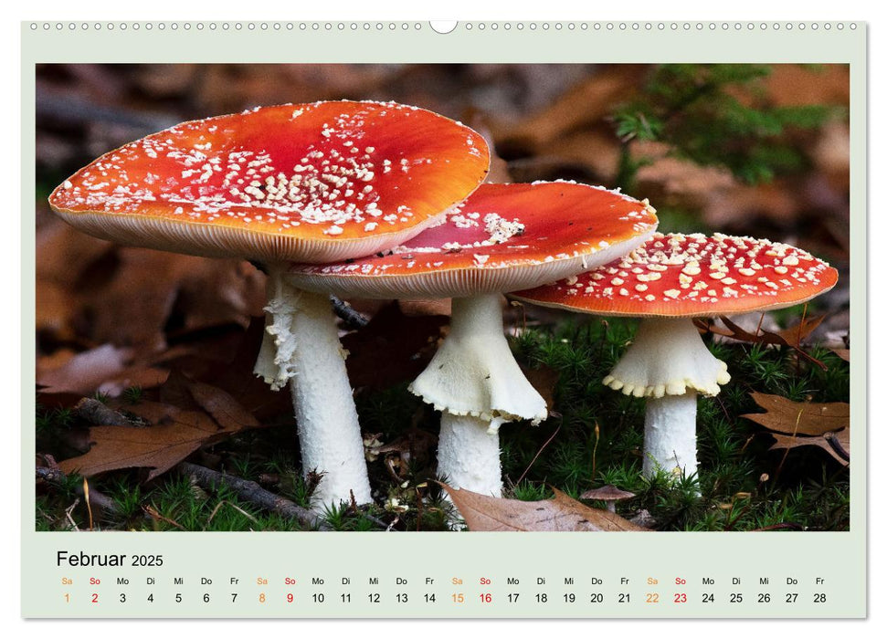 Im Fliegenpilz Rausch (CALVENDO Premium Wandkalender 2025)