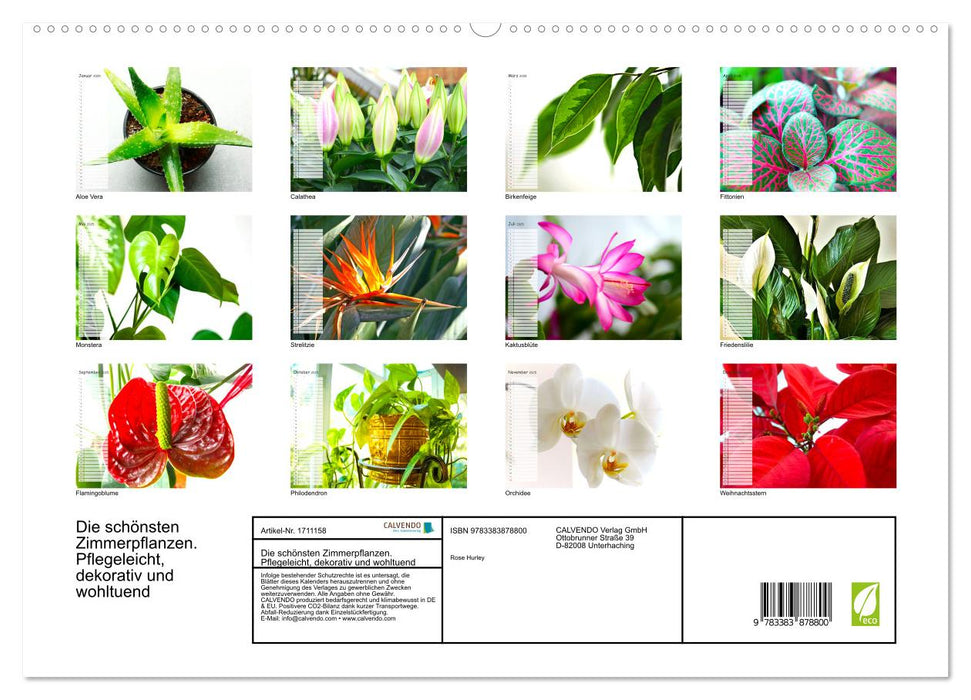 Die schönsten Zimmerpflanzen. Pflegeleicht, dekorativ und wohltuend (CALVENDO Premium Wandkalender 2025)