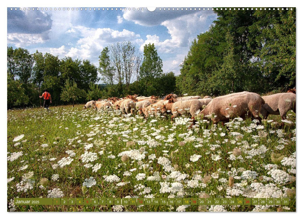 Wanderschäferei ist Teamarbeit (CALVENDO Premium Wandkalender 2025)